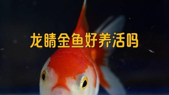 如何判斷龍睛魚是否吃飽？ 如何判斷龍睛魚是否吃飽？ 龍魚百科 第3張