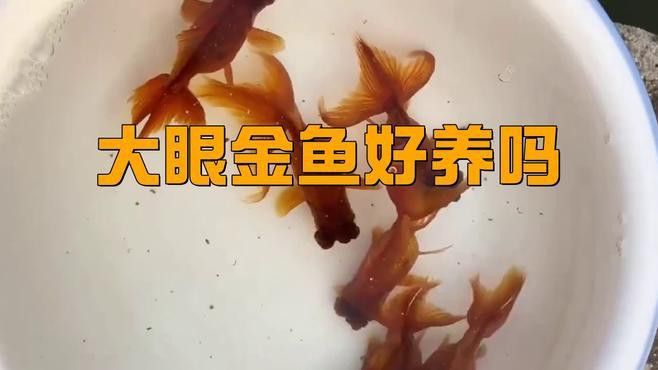 如何判斷龍睛魚是否吃飽？ 如何判斷龍睛魚是否吃飽？ 龍魚百科 第5張