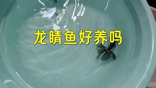 如何判斷龍睛魚是否吃飽？ 如何判斷龍睛魚是否吃飽？ 龍魚百科 第4張