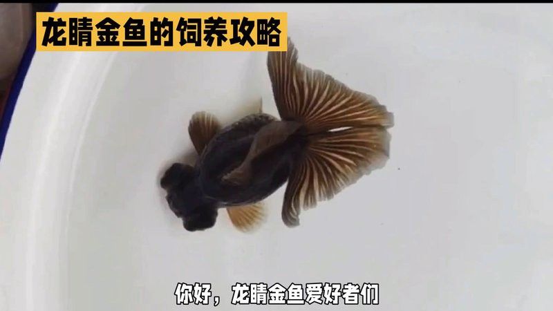 如何判斷龍睛魚是否吃飽？ 如何判斷龍睛魚是否吃飽？ 龍魚百科 第6張