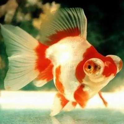 如何判斷龍睛魚是否吃飽？ 如何判斷龍睛魚是否吃飽？ 龍魚百科 第12張