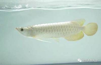 龍魚生病治療兩個(gè)月才好一顆心終于放下來了：龍魚在生病兩個(gè)月后才痊愈，養(yǎng)魚人的一顆心也終于放下