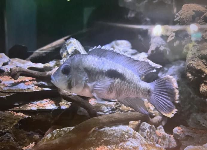 紅尾黃冠可以和龍魚混養嗎圖片