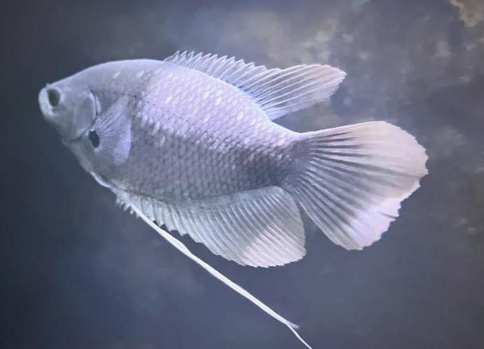 紅尾黃冠可以和龍魚混養嗎圖片