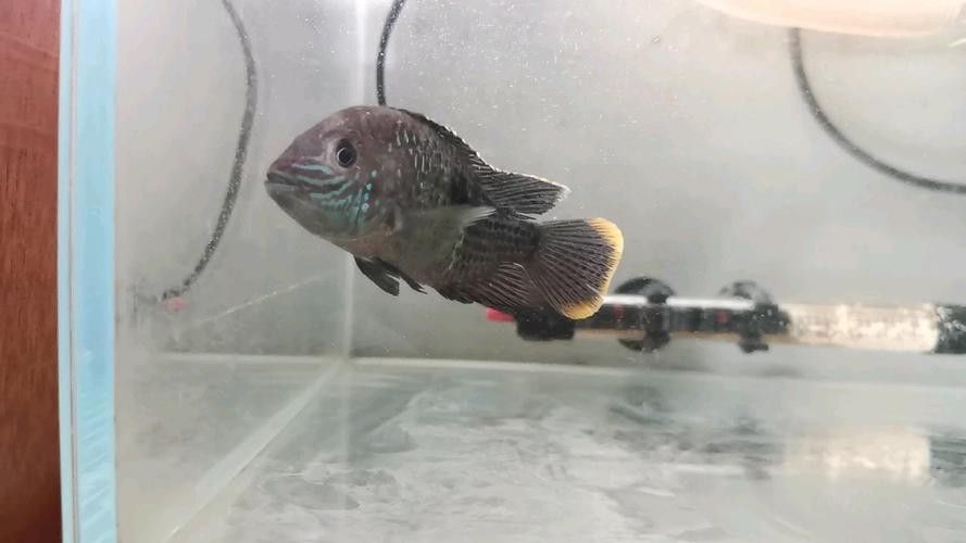 紅尾黃冠可以和龍魚混養嗎圖片