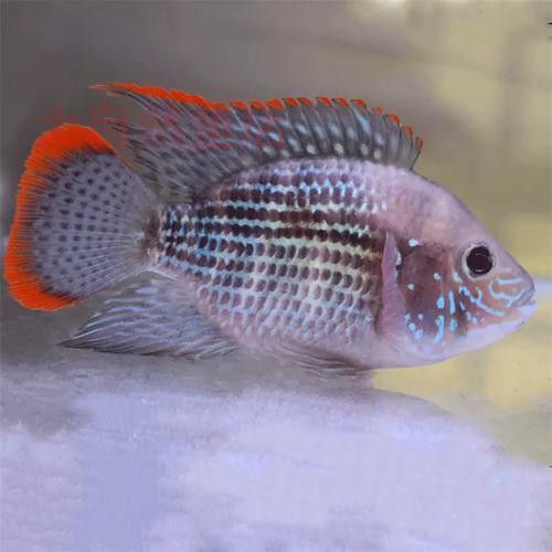 紅尾黃冠可以和龍魚混養嗎圖片