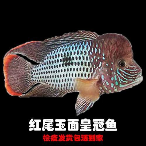 紅尾黃冠可以和龍魚混養嗎圖片