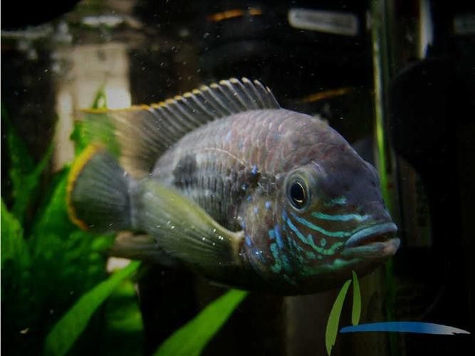紅尾黃冠可以和龍魚混養嗎圖片