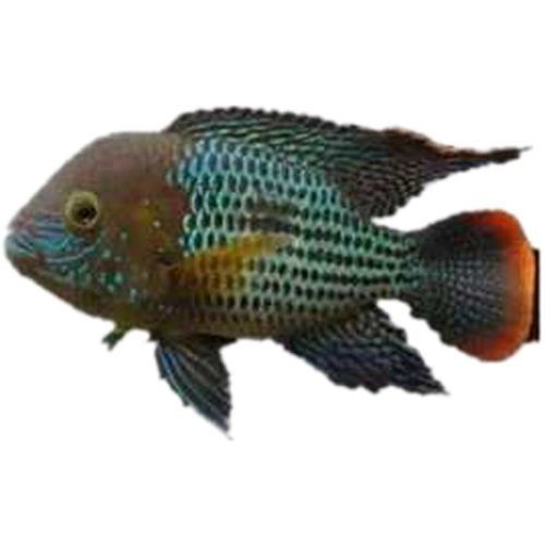紅尾黃冠可以和龍魚混養嗎圖片