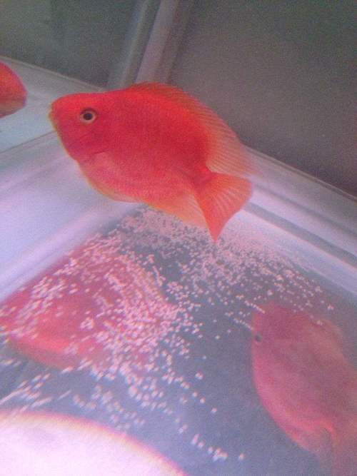 紅尾黃冠可以和龍魚混養嗎圖片