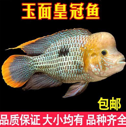 紅尾黃冠可以和龍魚混養嗎圖片