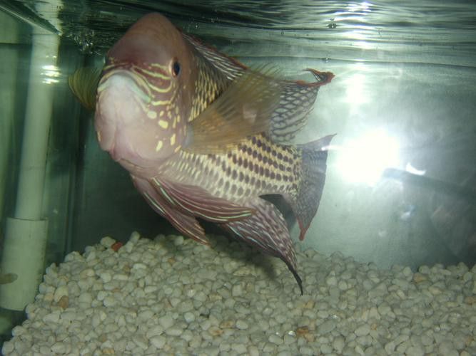 紅尾黃冠可以和龍魚混養嗎圖片