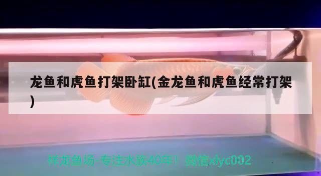 金龍魚和虎魚打架怎么辦