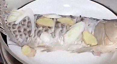 龍魚白天趴缸