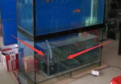 龍魚(yú)為什么掉眼睛了：龍魚(yú)掉眼睛的原因