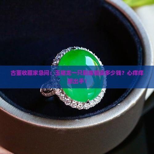 玉石龍的價格范圍是多少？