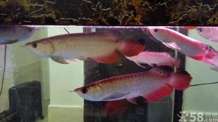 深圳龍魚哪里有賣（深圳龍魚購買地點）