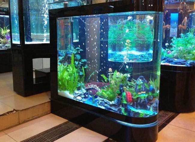 家里擺放金龍魚好嗎（家里養(yǎng)金龍魚好嗎招財金龍魚的擺放禁忌有哪些）