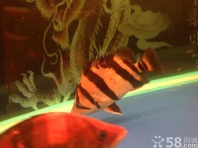 天津其他配魚,天津觀賞魚市場 龍魚百科 第1張 天津其他配魚,天津觀賞魚市場 天津其他配魚,天津觀賞魚市場 龍魚百科 第1張
