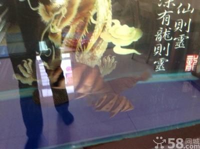 天津其他配魚,天津觀賞魚市場 龍魚百科 第3張 天津其他配魚,天津觀賞魚市場 天津其他配魚,天津觀賞魚市場 龍魚百科 第3張