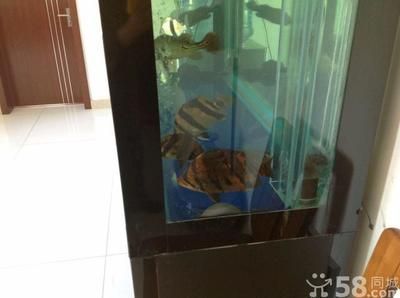 天津其他配魚,天津觀賞魚市場 龍魚百科 第2張 天津其他配魚,天津觀賞魚市場 天津其他配魚,天津觀賞魚市場 龍魚百科 第2張