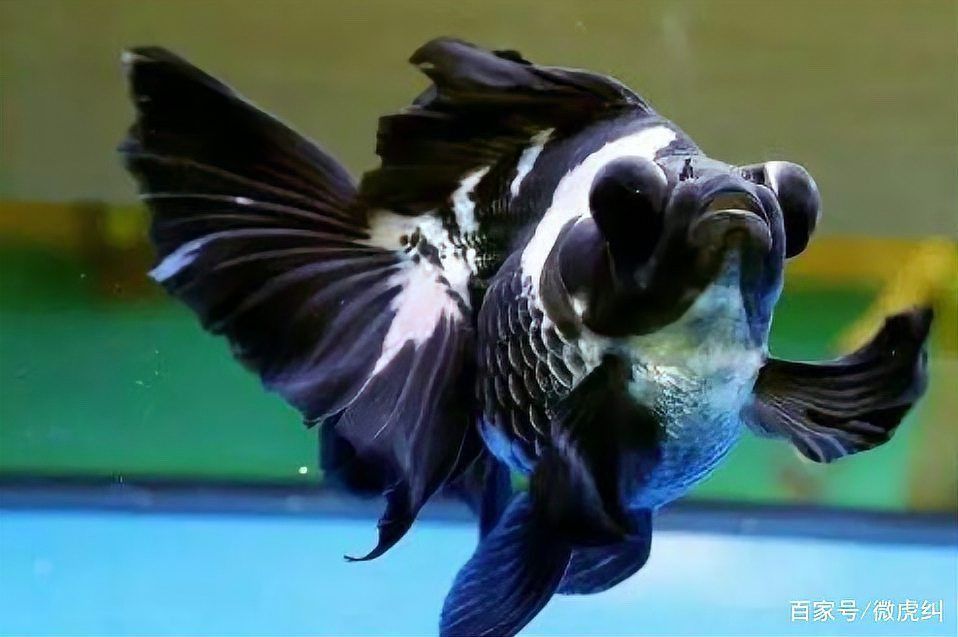 金龍魚漁場最出名的三個(gè)地方