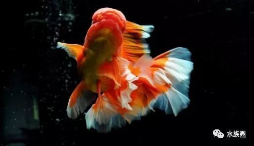 金龍魚咋看公母啊（如何鑒別金龍魚公母） 金龍魚咋看公母啊（如何鑒別金龍魚公母） 龍魚百科 第4張