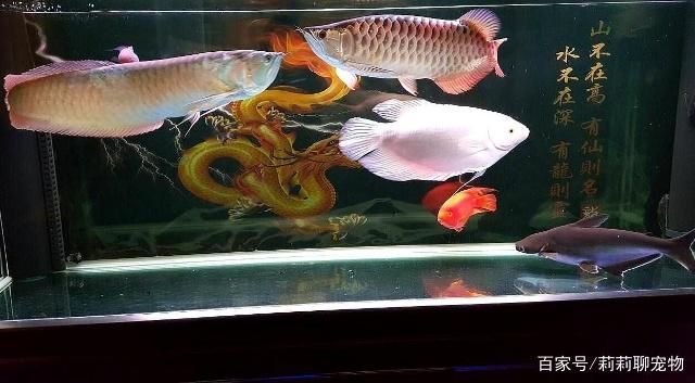 地圖和龍魚混養怎么喂食：地圖魚和龍魚混養喂食的詳細建議