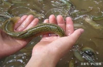 喂龍魚吃泥鰍需要注意什么事項喂龍魚吃泥鰍需要注意什么事項：喂龍魚吃泥鰍的注意事項