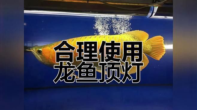 紅龍養殖中，側燈和頂燈哪個更重要？ 紅龍養殖中，側燈和頂燈哪個更重要？ 龍魚百科 第2張