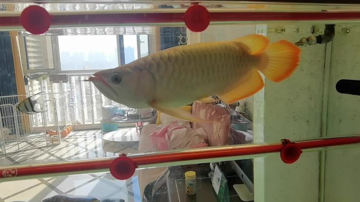 白底透缸能養紅龍魚嗎：白底透缸可以養紅龍魚嗎 白底透缸能養紅龍魚嗎：白底透缸可以養紅龍魚嗎 龍魚百科 第2張