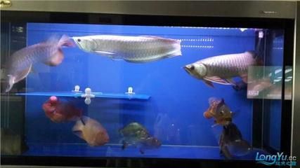 魚缸過小對(duì)龍魚的生長(zhǎng)有影響嗎？：魚缸太小會(huì)影響龍魚的生長(zhǎng)嗎？