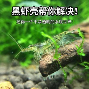 龍魚可以吃蝦殼嗎？：龍魚可以吃蝦殼么？