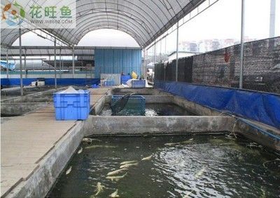 龍魚工業漁場：關于龍魚工業漁場你了解多少？