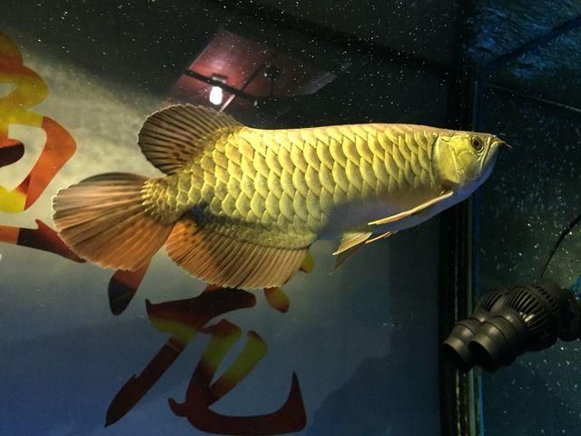 金龍魚頭朝上一直飄著不動:金龍魚出現頭朝下一動不動的原因金龍魚游不動怎么回事 龍魚百科 第1張 金龍魚頭朝上一直飄著不動:金龍魚出現頭朝下一動不動的原因金龍魚游不動怎么回事 金龍魚頭朝上一直飄著不動:金龍魚出現頭朝下一動不動的原因金龍魚游不動怎么回事 龍魚百科 第1張