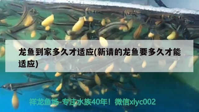 龍魚到家多久才適應(新請的龍魚要多久才能適應)