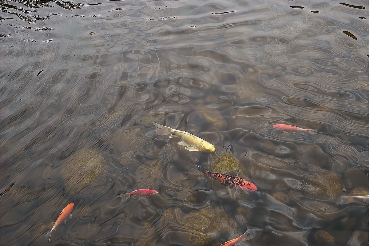 錦鯉和龍魚哪個更耐寒