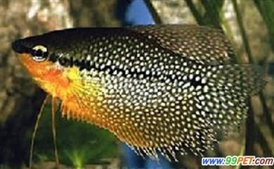 龍魚真菌感染癥狀有哪些：龍魚真菌感染是一種常見的疾病，可能會(huì)對(duì)魚的健康產(chǎn)生嚴(yán)重影響