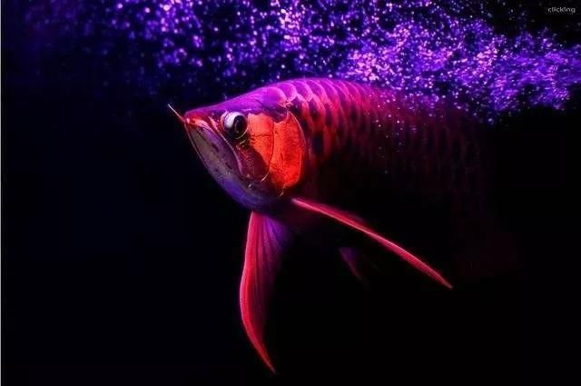 龍魚病了的說說：關于龍魚生病的說說