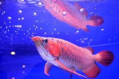 金龍魚適合單養(yǎng)還是混養(yǎng)，金龍魚更適合單養(yǎng)還是混養(yǎng)：金龍魚適合單養(yǎng)還是混養(yǎng)呢？
