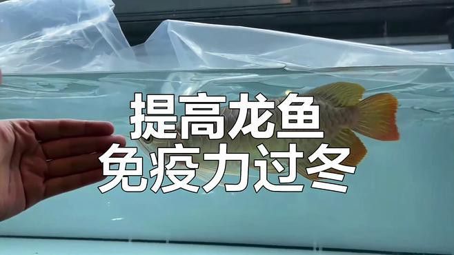 如何預(yù)防龍魚體外細(xì)菌感染？