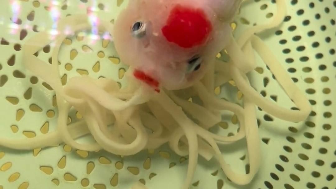 給我一些七彩龍魚和銀龍魚的圖片
