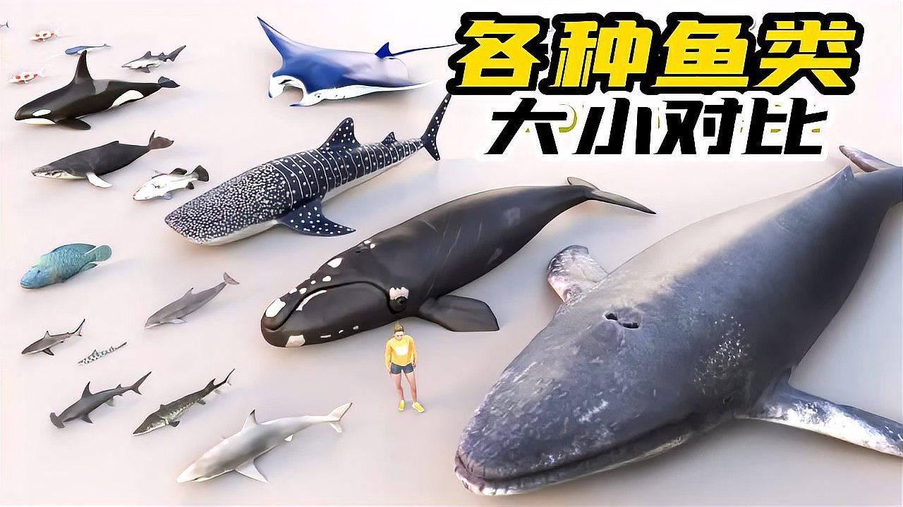 給我一些七彩龍魚和銀龍魚的圖片