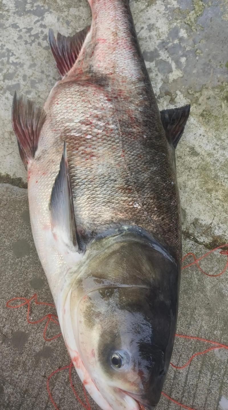 鰱魚真實圖片