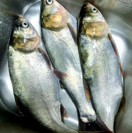 鰱魚真實圖片