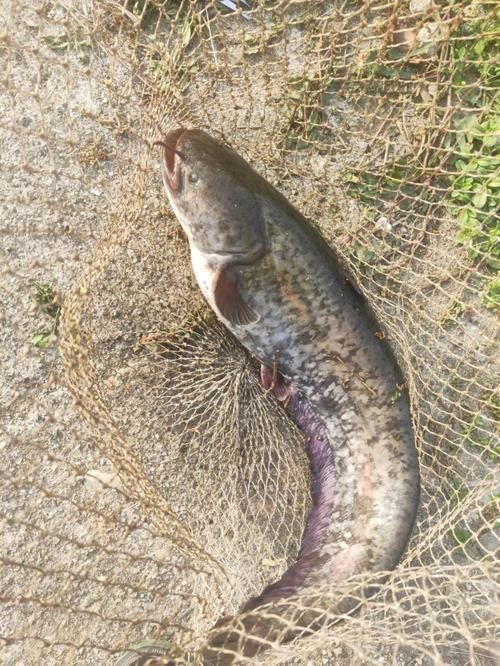 鰱魚真實圖片