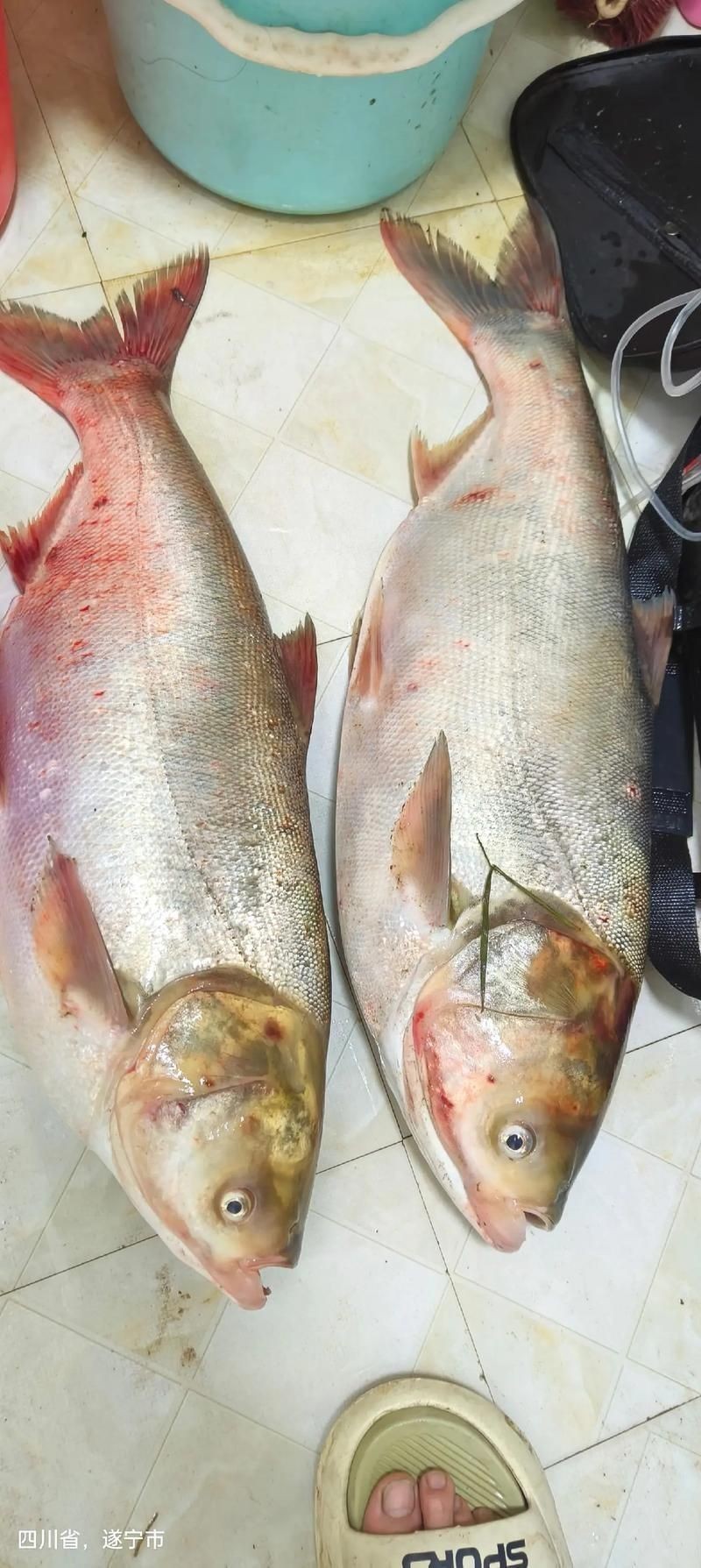 鰱魚真實圖片