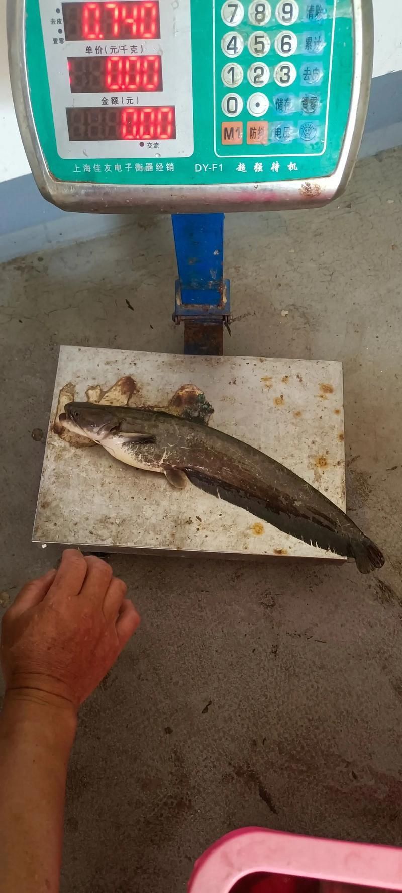 鰱魚真實圖片