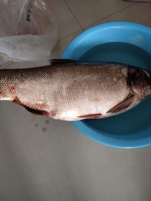 鰱魚真實圖片
