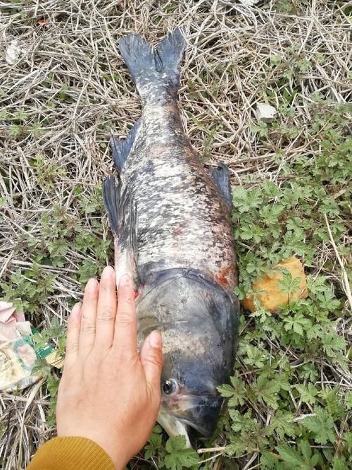 鰱魚真實圖片